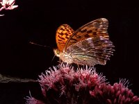 p 0005