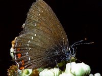 p 0011